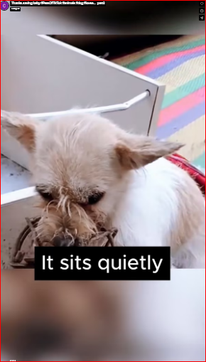 Thanks saving baby #PetsOfTikTok #animals #dog #lovea…_part2