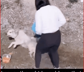 Thanks saving baby #PetsOfTikTok #animals #dog #lovea… (1)_part2