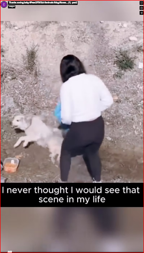 Thanks saving baby #PetsOfTikTok #animals #dog #lovea… (1)_part2