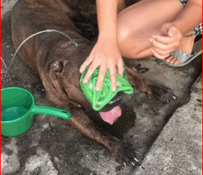 Most dog owners make mistake in summer it can be fatal. Nev…_part2