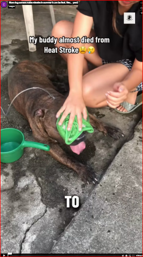 Most dog owners make mistake in summer it can be fatal. Nev…_part2