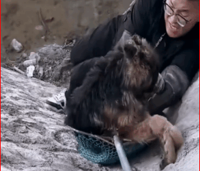Thanks saving baby #PetsOfTikTok #animals #dog #savin…_part2