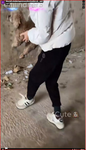 What hell is disabled dog had some kind of problem wit…_part2