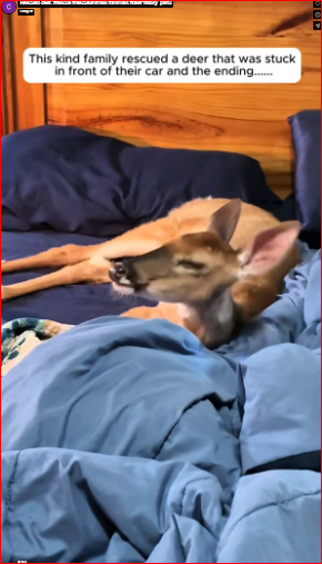 They didn’t have to speak — their eyes said it all.part2