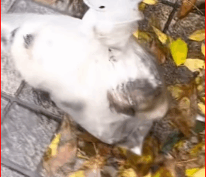 dog #dogsoftiktok #dogvideos #dogs_part2