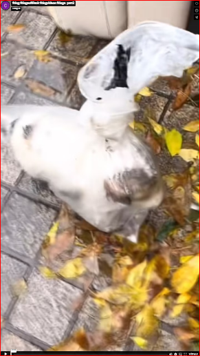 dog #dogsoftiktok #dogvideos #dogs_part2