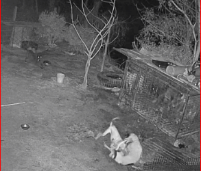 dogsoftiktok #animals #dogs #animal_part2