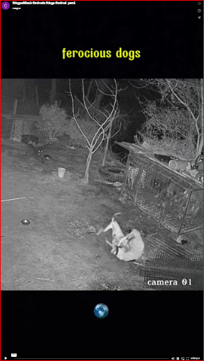 dogsoftiktok #animals #dogs #animal_part2