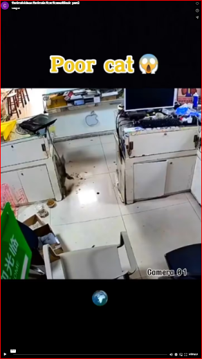 animalvideos #animals #cat #catsoftiktok_part2