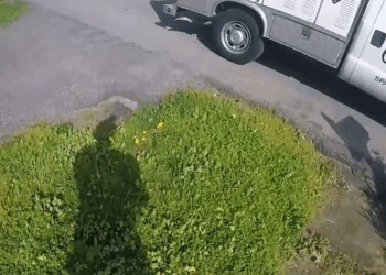 M2910012 Part 3 Animal Control rescues puppies abandoned inside a home some hearts leave scars on what they once called love #trending #animals #rescue part2