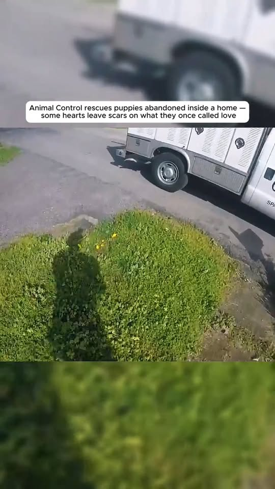 M2910012 Part 3 Animal Control rescues puppies abandoned inside a home some hearts leave scars on what they once called love #trending #animals #rescue part2