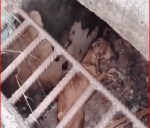 Thanks saving baby #PetsOfTikTok #animals #respect #r…_part2