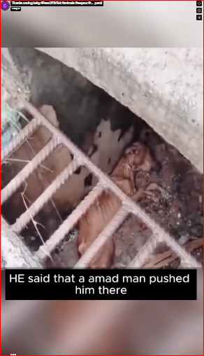 Thanks saving baby #PetsOfTikTok #animals #respect #r…_part2