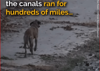 weak badly injured dog was found in L.A. River._part2