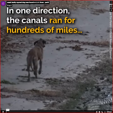 weak badly injured dog was found in L.A. River._part2