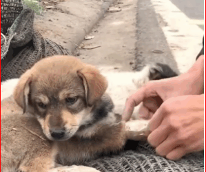 Puppy Sat Crying Next to His Friend Who was About to Di.e_part2