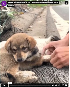 Puppy Sat Crying Next to His Friend Who was About to Di.e_part2