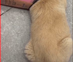 dog #poordog #dogsoftiktok_part2