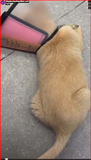 dog #poordog #dogsoftiktok_part2