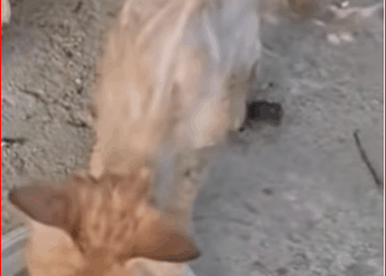 cat #catlovers #catvideo #catsoftiktok #catlover_part2