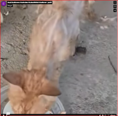 cat #catlovers #catvideo #catsoftiktok #catlover_part2