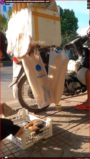 bread seller near my house called said he saw dog abandoned…_part2