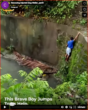 Rescuing Injured Dog Water_part2