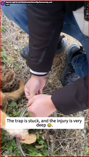 dog was caught by trap #adoptdontshop #rescue #fyp #heartwarming_part2