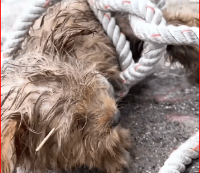 He Was Left to Die But Then Happened! #heartwarming #Animal #re…_part2