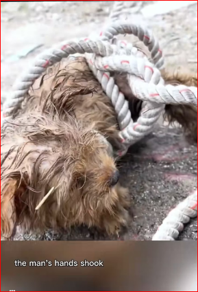 He Was Left to Die But Then Happened! #heartwarming #Animal #re…_part2