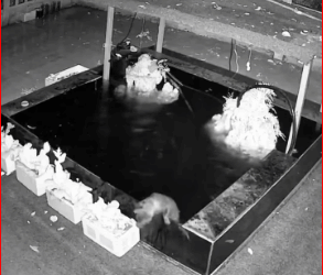 animalsoftiktok #dogsoftiktok #do#dogvideos_part2