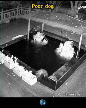 animalsoftiktok #dogsoftiktok #do#dogvideos_part2