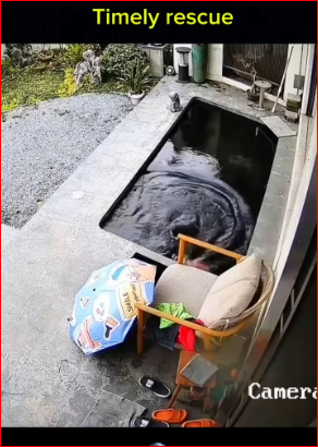 dogvideos #dog #dogsoftiktok #animalsoftiktok #animal_part2