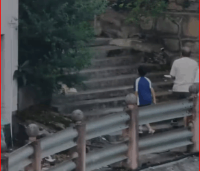 Rescue poor dog #pet #xuhuong #fyp #trending #dog #dogsoftiktok #pets…_part2