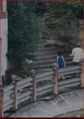 Rescue poor dog #pet #xuhuong #fyp #trending #dog #dogsoftiktok #pets…_part2