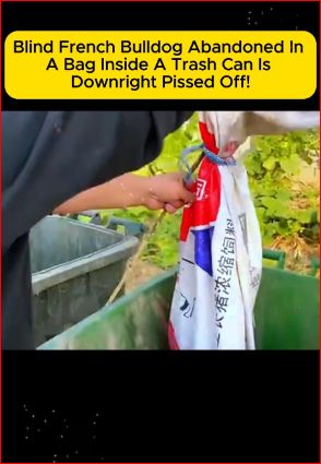 straydog #viralvideo #lonelydog #lovememode #spayandneuter #abandone… (1)_part2