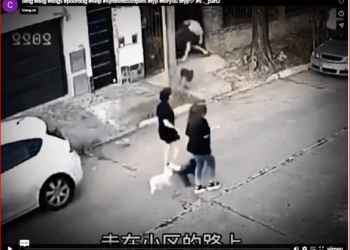 omg #dog #dogs #poordog #help #synthetic009pets #fyp #foryou #fypシ #v…_part2