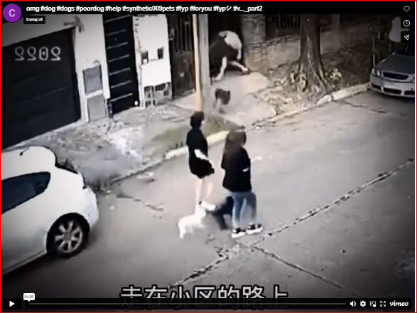 omg #dog #dogs #poordog #help #synthetic009pets #fyp #foryou #fypシ #v…_part2