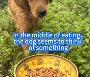 came to see dog Da Huang his baby today brought them food_part2