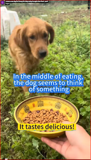 came to see dog Da Huang his baby today brought them food_part2