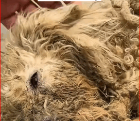 found stray dog lying motionless by side of road.I gave i…_part2