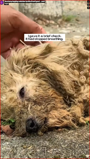 found stray dog lying motionless by side of road.I gave i…_part2