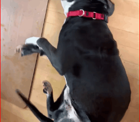 Mother Heartbroken Seeing PitBull Dog Seizure Strong Painful Dang…_part2