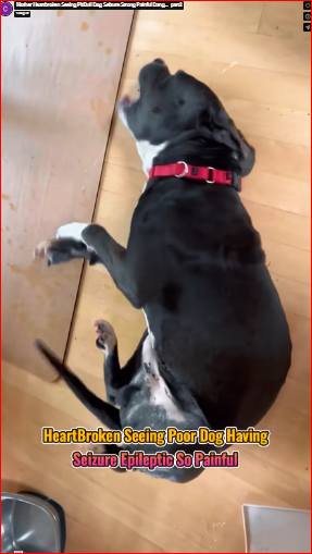 Mother Heartbroken Seeing PitBull Dog Seizure Strong Painful Dang…_part2