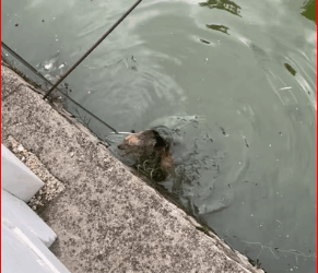 OMG #pet #xuhuong #fyp #trending #dog_part2