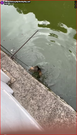 OMG #pet #xuhuong #fyp #trending #dog_part2