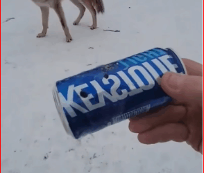 coyote was timid at first he touched it love care #a…_part2