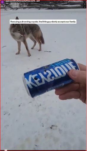 coyote was timid at first he touched it love care #a…_part2