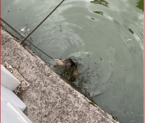 OMG #pet #xuhuong #fyp #trending #dog_part2