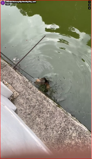 OMG #pet #xuhuong #fyp #trending #dog_part2